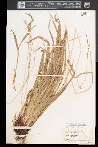 Carex arctata image