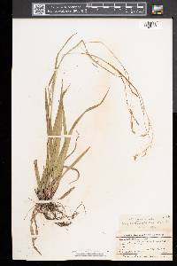 Carex arctata image