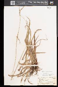 Carex arctata image