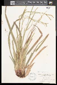 Carex arctata image