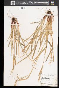 Carex arctata image