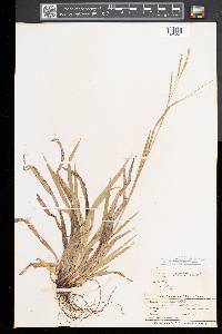 Carex arctata image