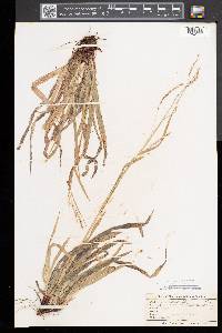 Carex arctata image