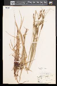 Carex davisii image