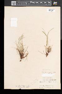 Carex tonsa image