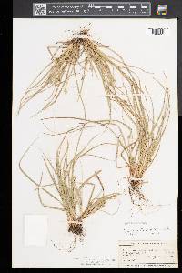 Carex tonsa image