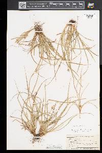 Carex tonsa image