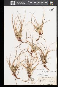 Carex tonsa image