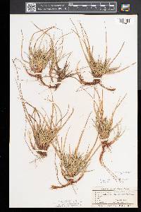 Carex tonsa image