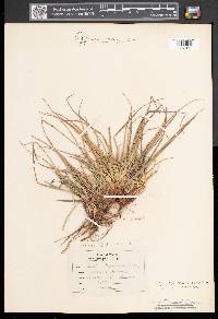 Carex tonsa image