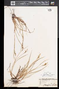 Carex pallescens image