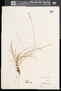 Carex pedunculata image