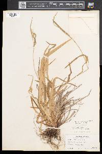 Carex leptonervia image