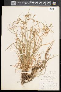 Carex magellanica image