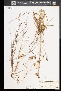 Carex magellanica image