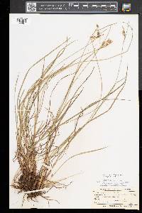 Carex magellanica image