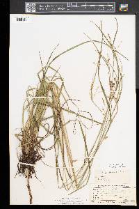 Carex magellanica image