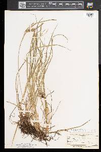 Carex magellanica image