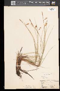 Carex limosa image