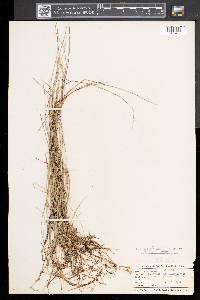 Carex pauciflora image