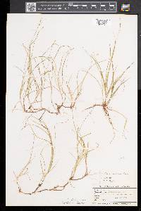 Carex disperma image