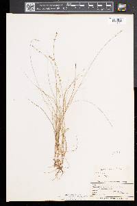 Carex disperma image