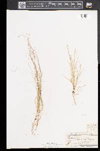 Carex disperma image