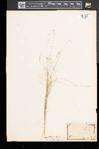 Carex disperma image