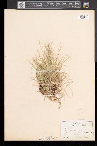 Carex disperma image