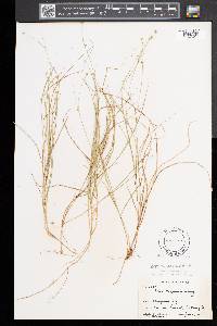 Carex trisperma image