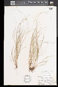 Carex trisperma image