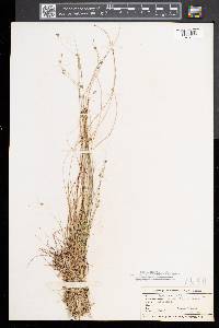 Carex trisperma image