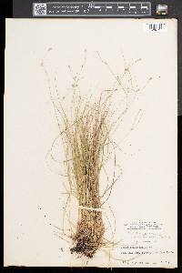 Carex trisperma image