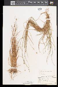 Carex trisperma image