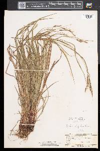 Carex virescens image