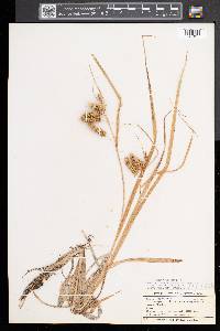 Carex pseudocyperus image