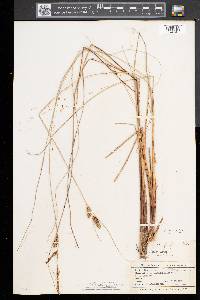 Carex lasiocarpa image