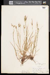 Carex pallescens image