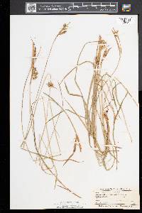 Carex pallescens image