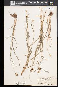 Carex pallescens image