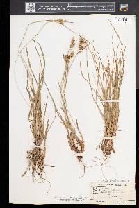 Carex pallescens image