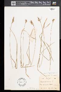 Carex pallescens image