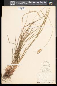 Carex pallescens image