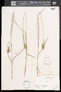 Carex pallescens image