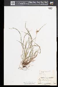 Carex pallescens image