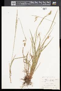 Carex pallescens image