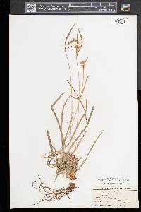 Carex pallescens image