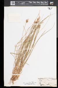 Carex pallescens image