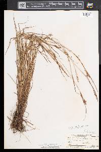 Carex swanii image