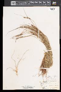 Carex swanii image